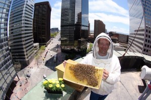 The Brown Palace Hotel recently added a fifth hive to its rooftop honey production. (Brown Palace Hotel photo)