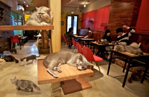 Could a Cat Cafe like this one in Japan be coming to Denver?