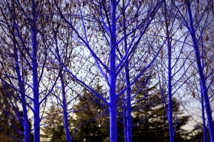 BIFA-The Blue Trees 03