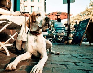 dog-friendly-restaurants-boston